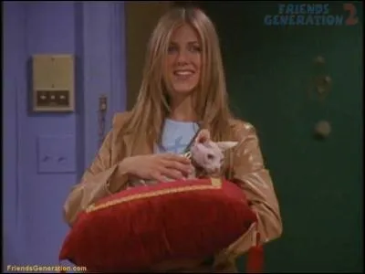 Quel est le prnom du chat de Rachel ?