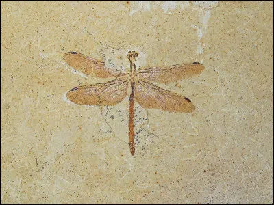 Quel est cet autre fossile ?