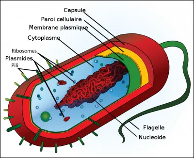 Comme nomme-t-on un micro-organisme unicellulaire dont la structure ne comporte pas de noyau, et presque jamais d'organites membraneux ?