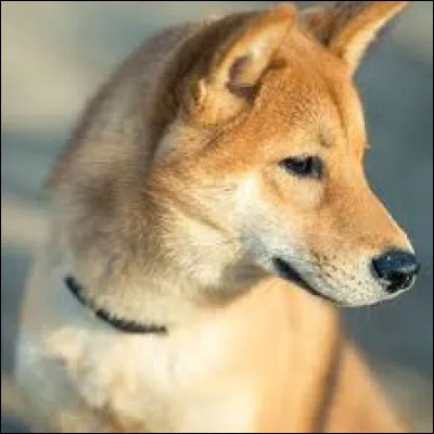 Comment s'appelle le chien de Squeezie ?