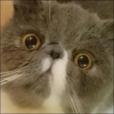 Comment s'appelle le chat de Squeezie ?