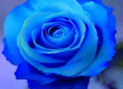 Quiz Les couleurs