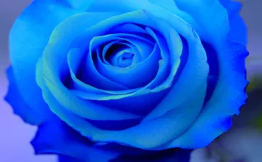 Quiz Couleurs
