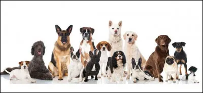 Vous souhaitez un chien de taille :