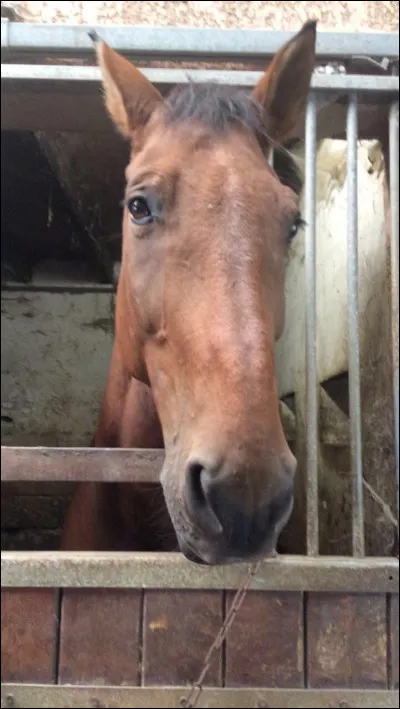Quelle est la robe de celui-ci ? (il fait aussi partie du centre équestre)