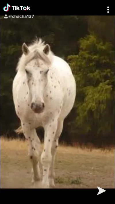 Quelle est la robe de ce cheval ? (il faisait partie de mon centre équestre mais il est parti en retraite)