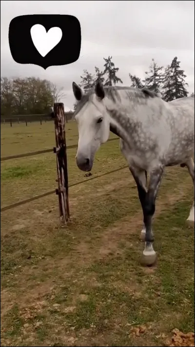 Quelle est la robe de ce cheval ? (il fait aussi partie de mon centre équestre)