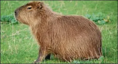 Comment s'appelle cet animal ?