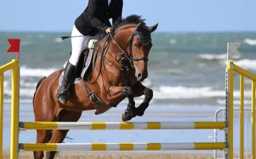 Quiz Galop 1