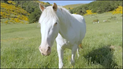 De quelle famille est la robe de ce cheval ?