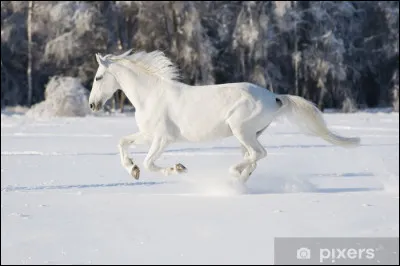 Quelle est la couleur de la peau d'un cheval blanc ?