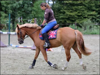 &Agrave; partir de quelle taille un poney est-il un cheval ?