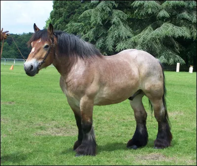 Quelle race de cheval c'est pas un cheval de trait ?