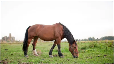 O&ugrave; se situent les zones aveugles d'un cheval ?