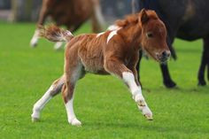 Quiz Galop 2