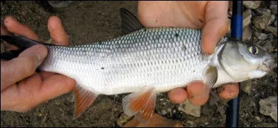 Quel nom portait la mesure anglaise qui équivalait, en France, à vingt hectares ?