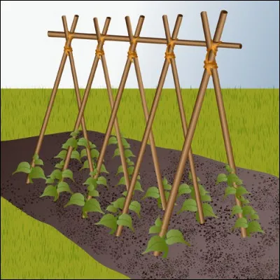 Dans une galère, que faisait un rémoler ?