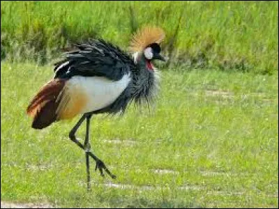 Pays d'Afrique, je suis le paradis des oiseaux. Près de 1000 espèces d'oiseaux vivent sur mon territoire. D'ailleurs, la grue royale orne mon drapeau. 
Je suis...