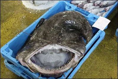 "Penn boultouz" : là, on parle poisson !