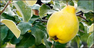 Hummm !... avec cette grosse pomme, on peut faire une belle tarte !