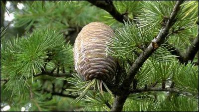 C'est le fruit d'un arbre majestueux, originaire du Moyen-Orient, d'Himalaya ou d'Afrique. Ces aiguilles sont disposées en rosette et le fruit pousse verticalement.
C'est le fruit :