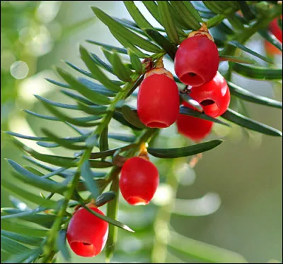 Magnifique fruit très apprécié des oiseaux, l'arbre est néanmoins très toxique. La partie rouge du fruit est toutefois comestible pour l'homme. 
C'est :