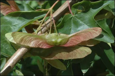 On les appelle "les hélicoptères" et il s'agit des fruits d'un arbre commun que l'on trouve souvent dans nos campagnes. Il est très répandu et parmi ces espèces, on trouve le champêtre, l'argenté ou encore celui qui donne du sirop. 
Il s'agit des fruits ... ?