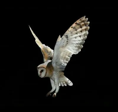 Ton animal de compagnie est :