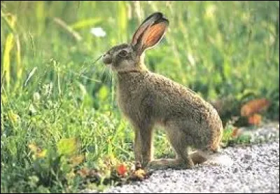 Le petit du li&egrave;vre et de la hase s'appelle un levraut.