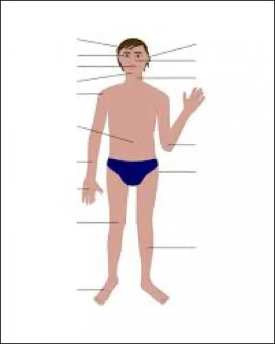 Le tibia est un os qui se situe dans la jambe.