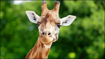 De quelle taille es-tu ?