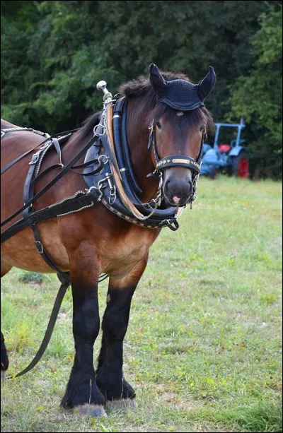 Hu comme Hue ! Cette interjection, destinée aux chevaux, était utilisée par les charretiers. Que devait faire le cheval ?