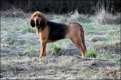 Hu comme Hubert : quel chien de BD est un saint-hubert ?