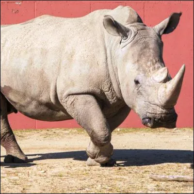 Quel dramaturge a &eacute;crit la pi&egrave;ce "Rhinoc&eacute;ros" en 1959 ?