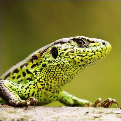 Quelle est la plus grande esp&egrave;ce de l&eacute;zard au monde ?