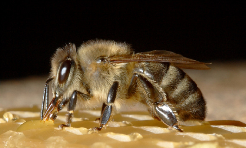 Quel est le nom du mâle de l'abeille ?