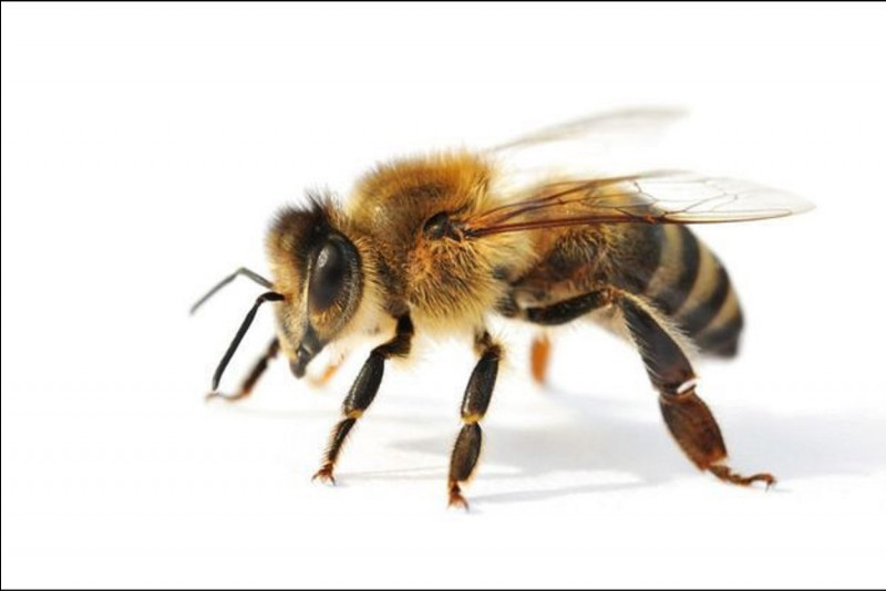 À quel ordre les abeilles appartiennent-elles ?