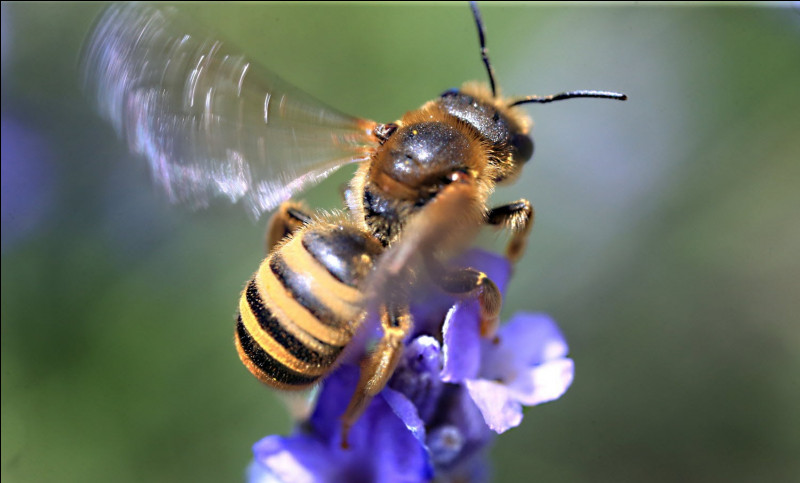 Quel est le nom du ''bruit'' de l'abeille ?
