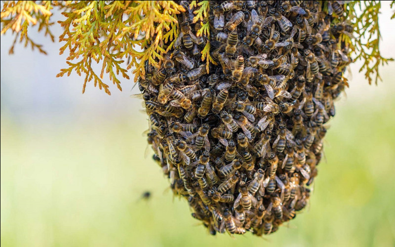 Combien y a-t-il de reines dans une colonie d'abeilles ?
