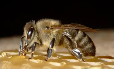 Quel est le nom du m&acirc;le de l'abeille ?