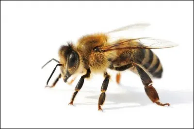 &Agrave; quel ordre les abeilles appartiennent-elles ?