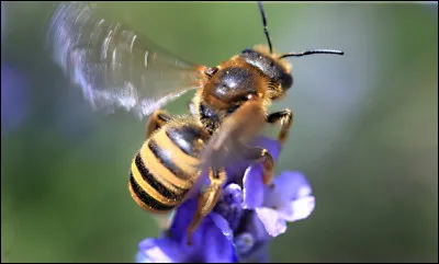 Quel est le nom du ''bruit'' de l'abeille ?