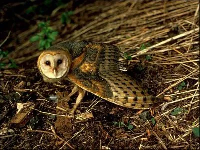 Quel est cet oiseau ?