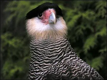 Quel est cet oiseau ?