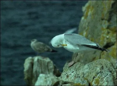 Quel est cet oiseau ?