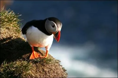 Quel est cet oiseau ?