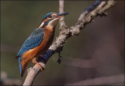 Quel est cet oiseau ?