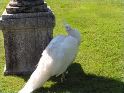 Quel est cet oiseau ?