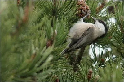 Quel est cet oiseau ?