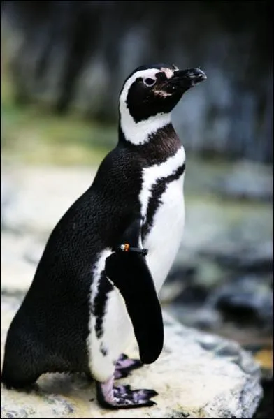 Quel est cet oiseau ?